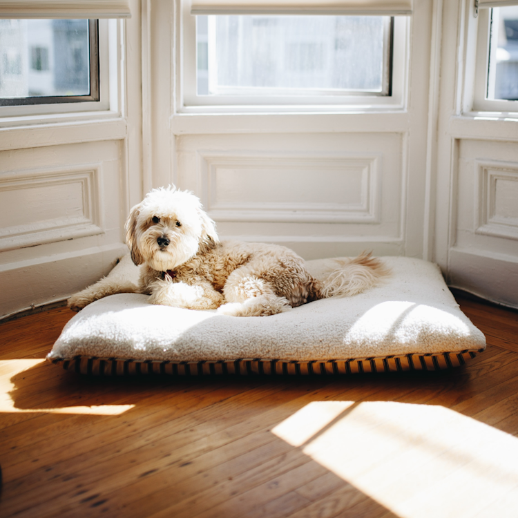 A dog indoors laying on a dog bed